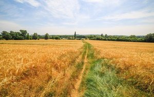 Randonnée Circuit boisé de La Capelle