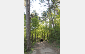 Promenons-nous dans les bois!