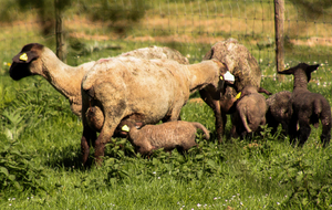 La famille Belier!