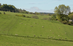 Parc à moutons