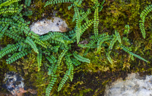 Capillaire de murailles