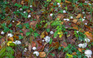 Tapis de champignons blancs