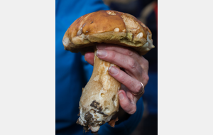 Le Cèpe de Dominique