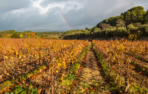 Premières vignes