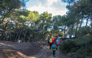 Montée dans une pinède à proximité des Bentoulades