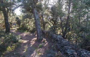 Pinèdes de Pech Majou