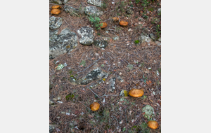 Dizaine de cèpes des pins après les ceps de vignes!