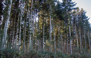 Belle forêt de résineux.