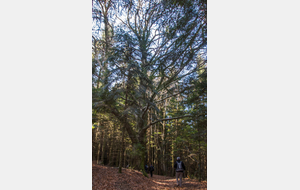 Traversée du Bois de Camp Sirven avec beau spécimen