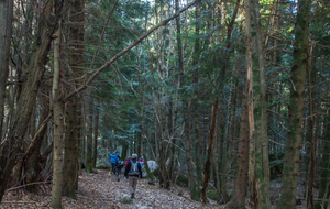 Traversée du Bois de Camp Sirven 