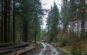 Belle forêt de résineux