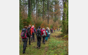 Belle forêt de résineux