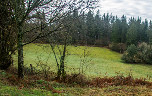 Belle forêt de résineux