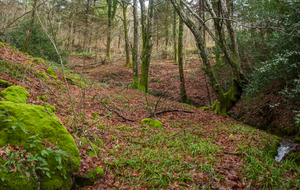 Petit affluent de l'Arn