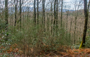 Sur les hauteurs de la vallée de l'Arn