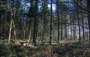 Forêt de beaux résineux