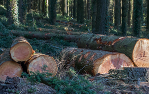 Forêt de beaux résineux