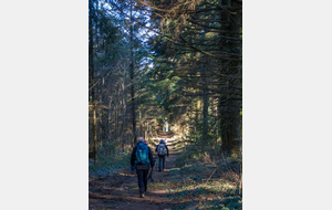 Sentier agréable dans la  forêt de beaux résineux