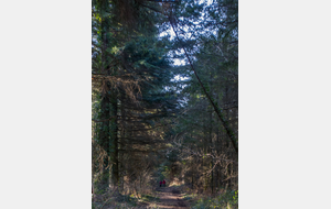 Sentier bucolique dans la  forêt de beaux résineux