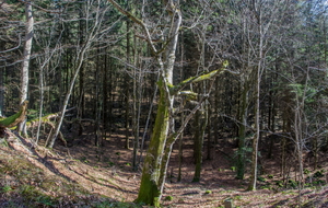 Vallon du ruisseau de la Vernassonne