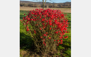 Cognassier à fleurs (Le Bourias).