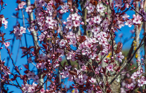 Premiers beaux signes du printemps au lieu-dit Bel Air (Prunus)