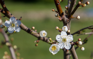Premiers beaux signes du printemps au lieu-dit Bel Air (Rosacée, prunellier)