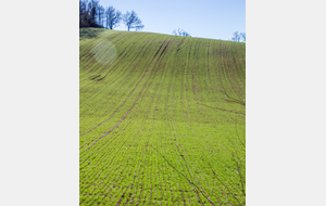 Champs de cultures champs de cultures céréalières avec leur vert tendre printanier. 