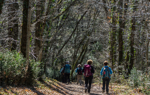 Bois de La Masiè.