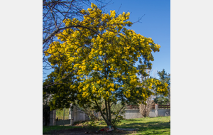 Beauzèle (mimosa en fleur).