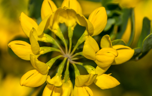 Coronille couronnée : fleurs d'un jaune flamboyant