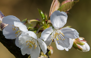 Cerisier Bigarreau Burlat : premières fleurs immaculées 