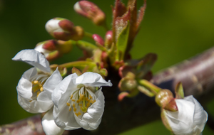 Cerisier Bigarreau Burlat : fleurs avec étamines jaunes et un stigmate vert pale
