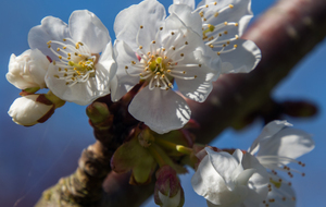 Cerisier Bigarreau Reverchon: toutes premières fleurs 
