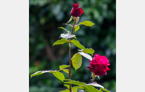 Intermède délicat!