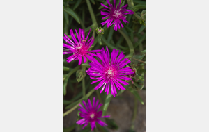 Fleurs de Délosperma