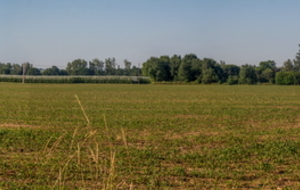 Plaine de Salles avec ses immenses vergers.
