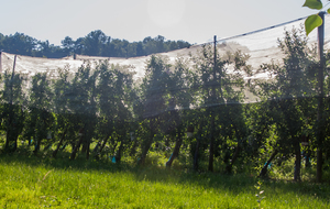  Vergers de la plaine de Salles.