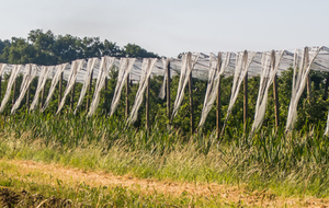  Vergers de la plaine de Salles.