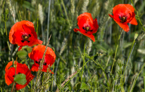 Papaver rhoeas (cocquelicot)
