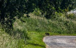 Un lièvre furtif, chemin de La Manou 