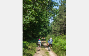 Entrée dans la forêt de Giroussens.
