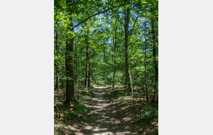 La forêt de Giroussens