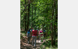 Traversée de la forêt 