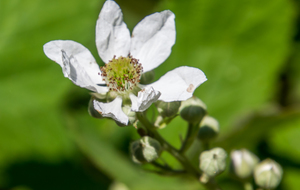  Fleur de ronce ou mûrier sauvage