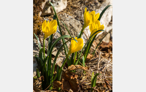 Crocus d'automne