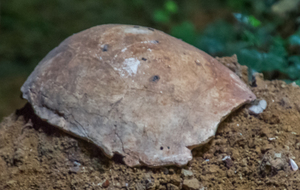 Tortue fossilisée