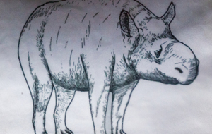 Cadurcotherium, est un genre éteint de rhinocéros primitifs