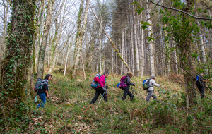 Belle montée dans forêt aux troncs rectilignes