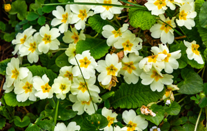 Primevère à grandes fleurs